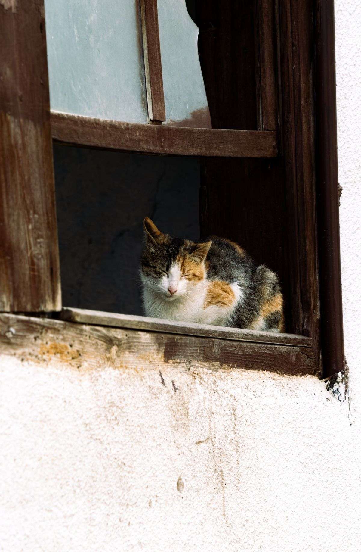 Calico cat resting on a wooden window sill