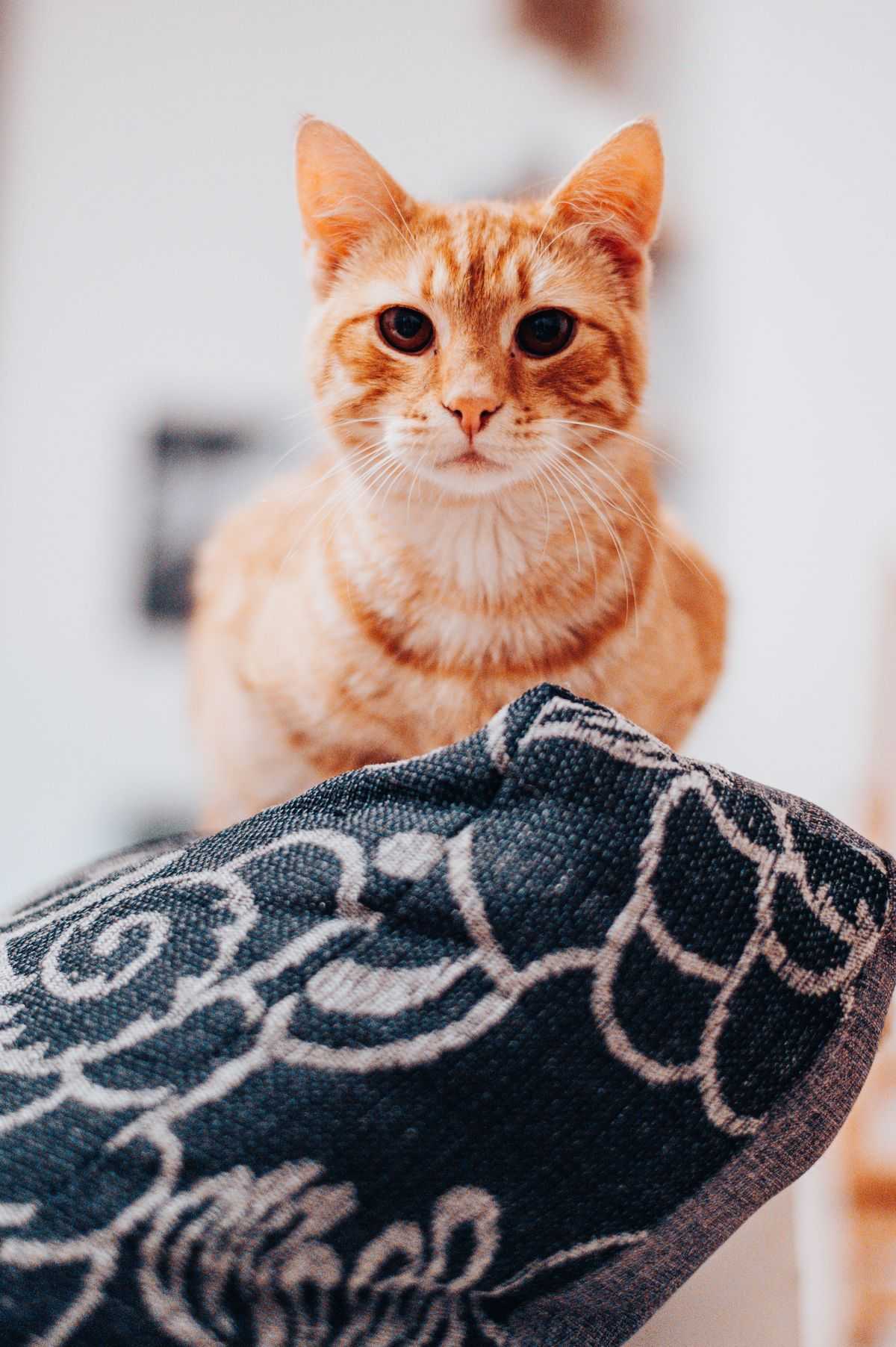 Orange tabby cat looking at the camera