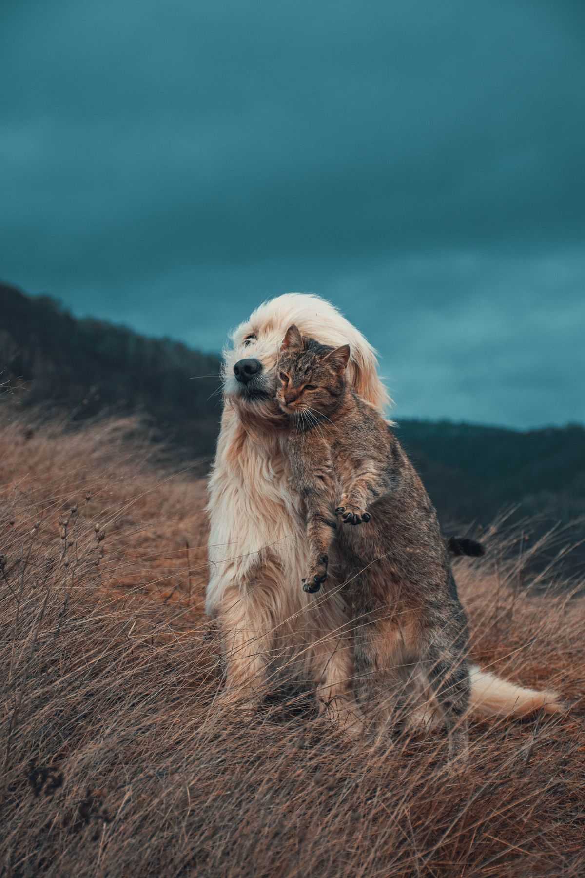 Dog and cat cuddling together on a grass field