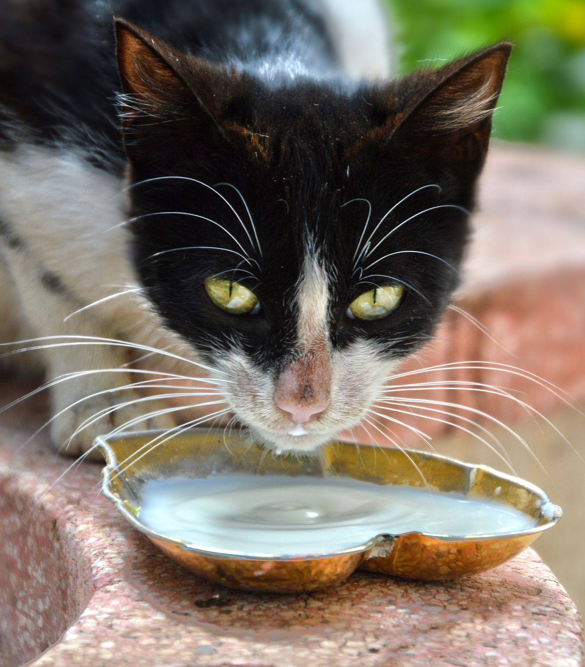 Cat drinking water from a bowl