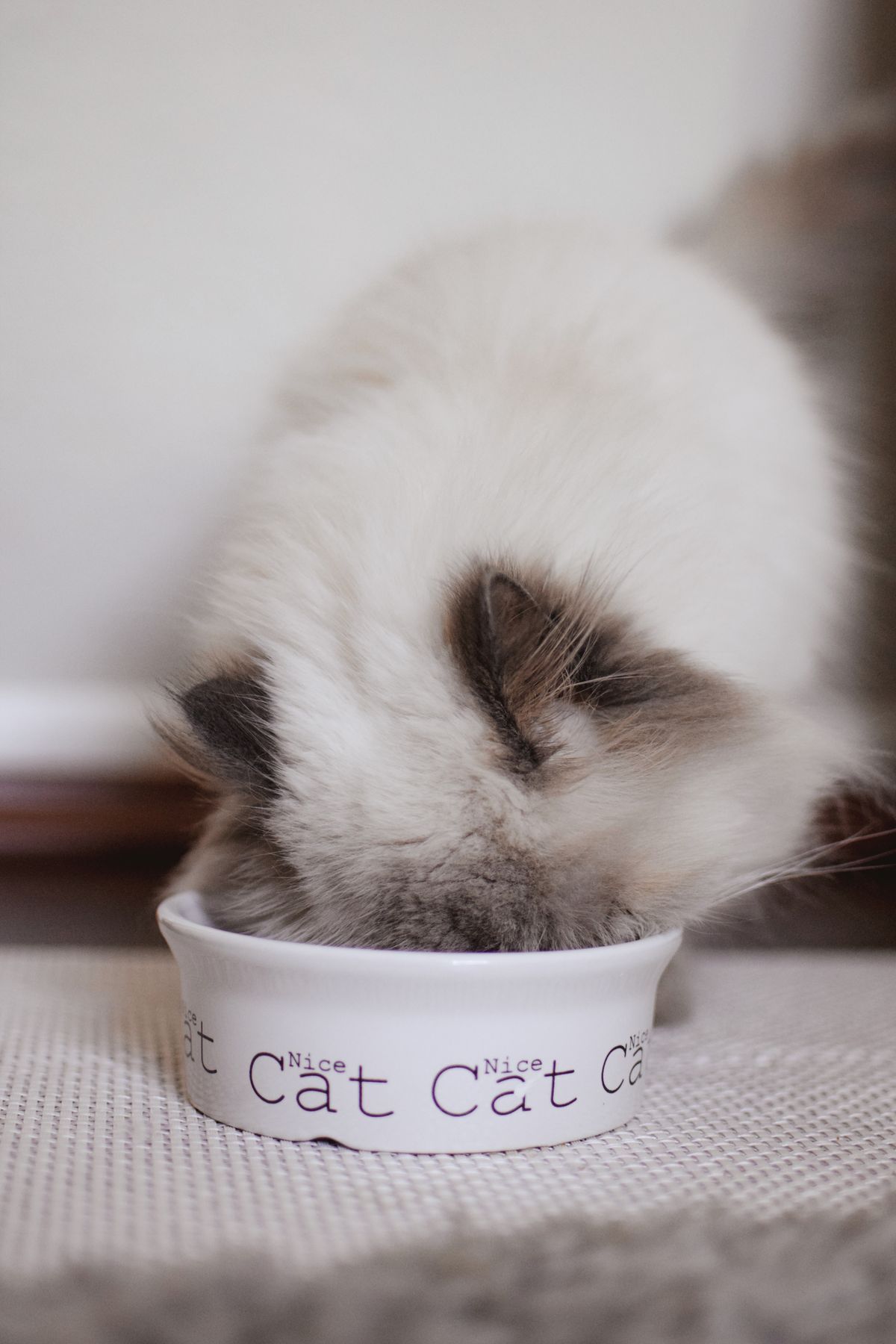 Ragdoll cat eating from a bowl