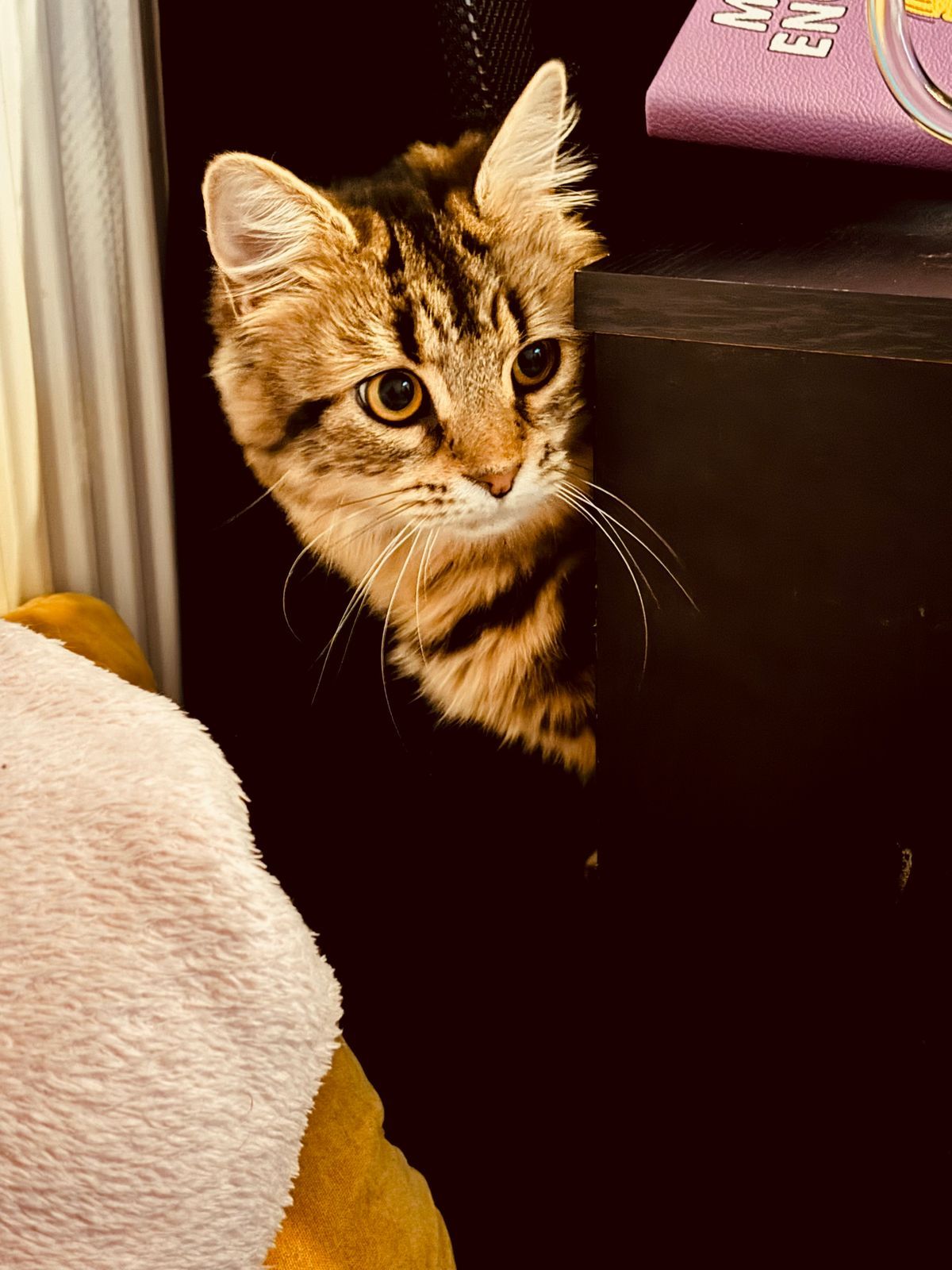 Tabby cat hiding behind a dresser