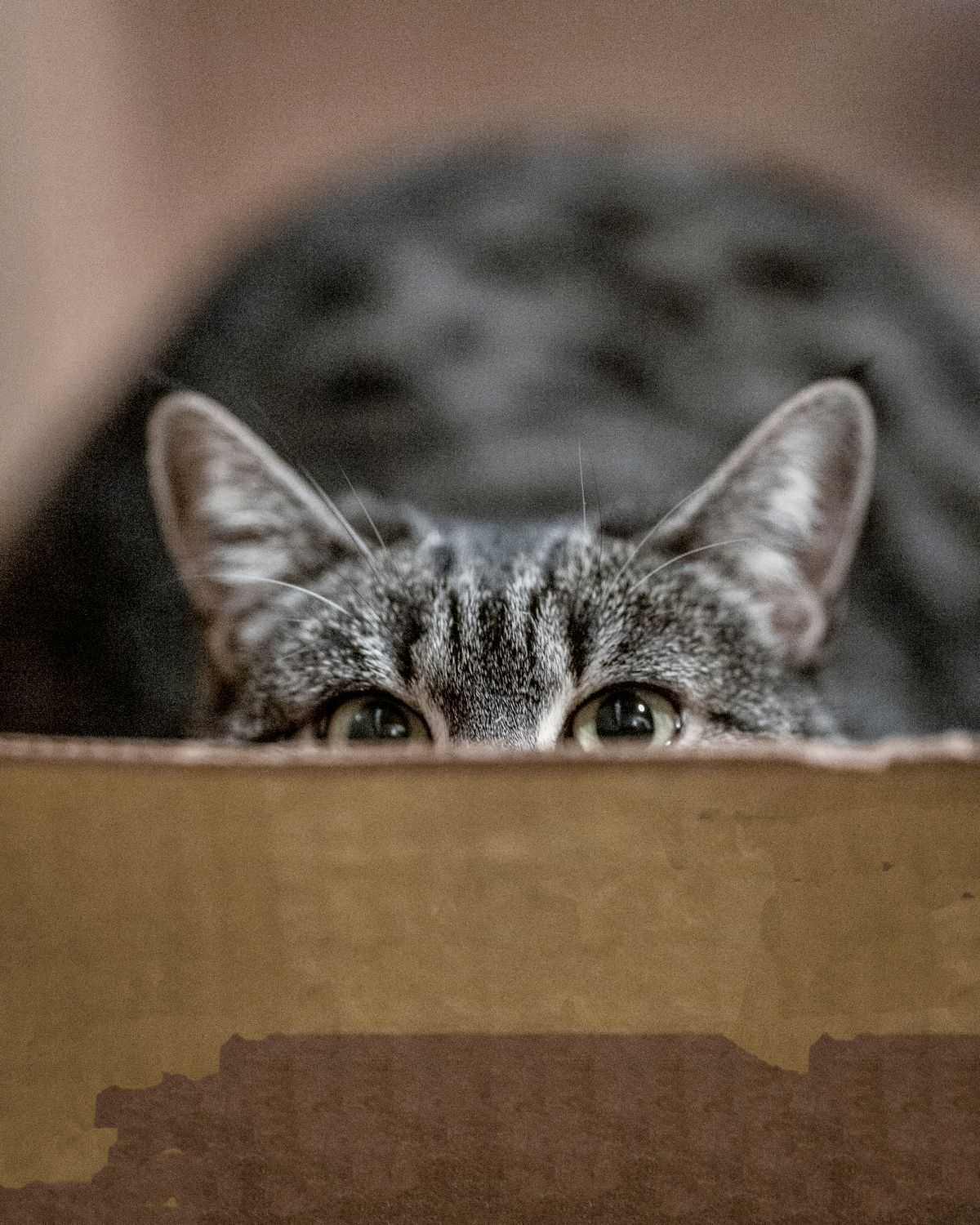 Tabby cat peeking over the edge of a box