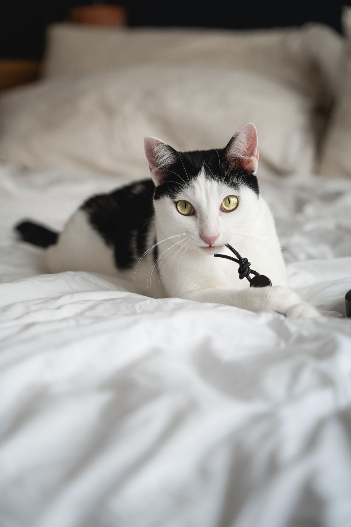 Cat playing with a string toy on a bed