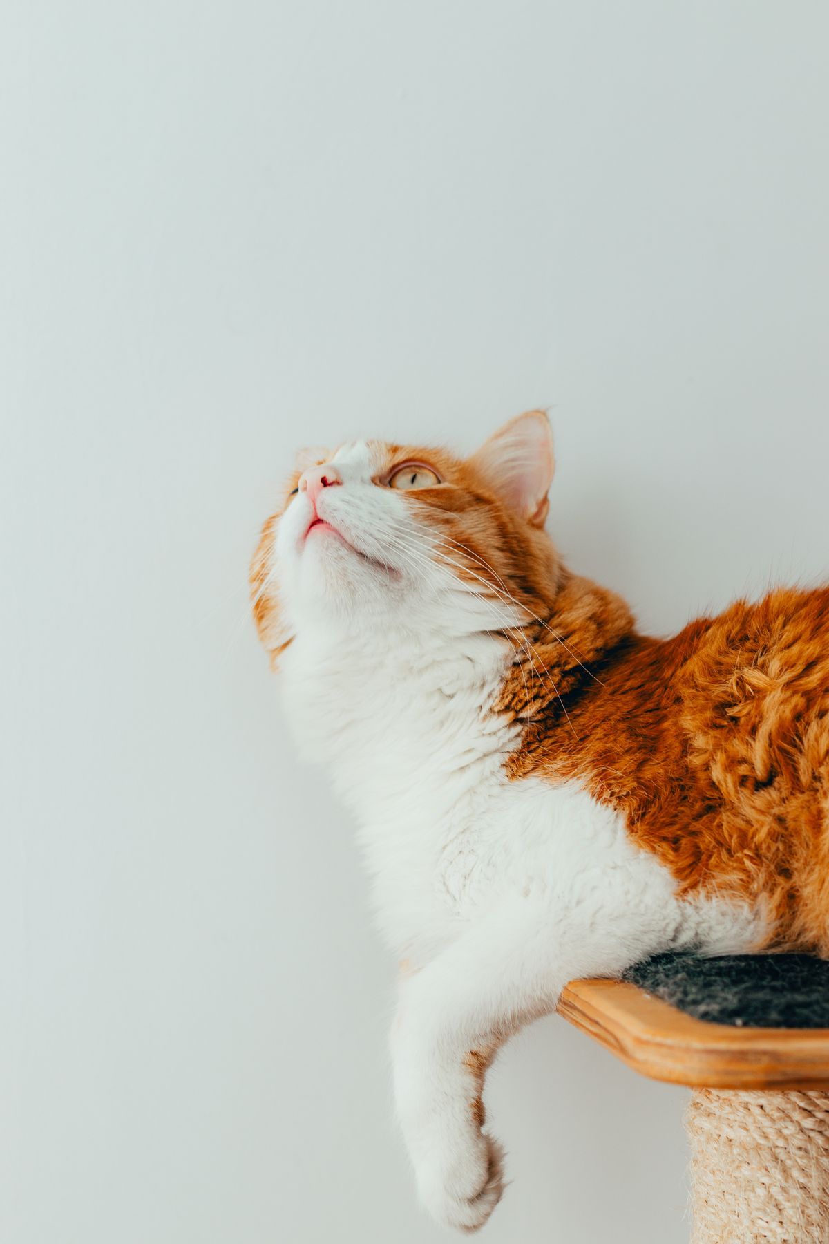 Ginger cat stretching on a scratching post