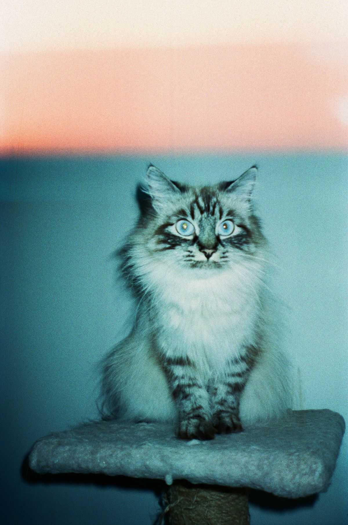 Siberian cat sitting on a scratching post