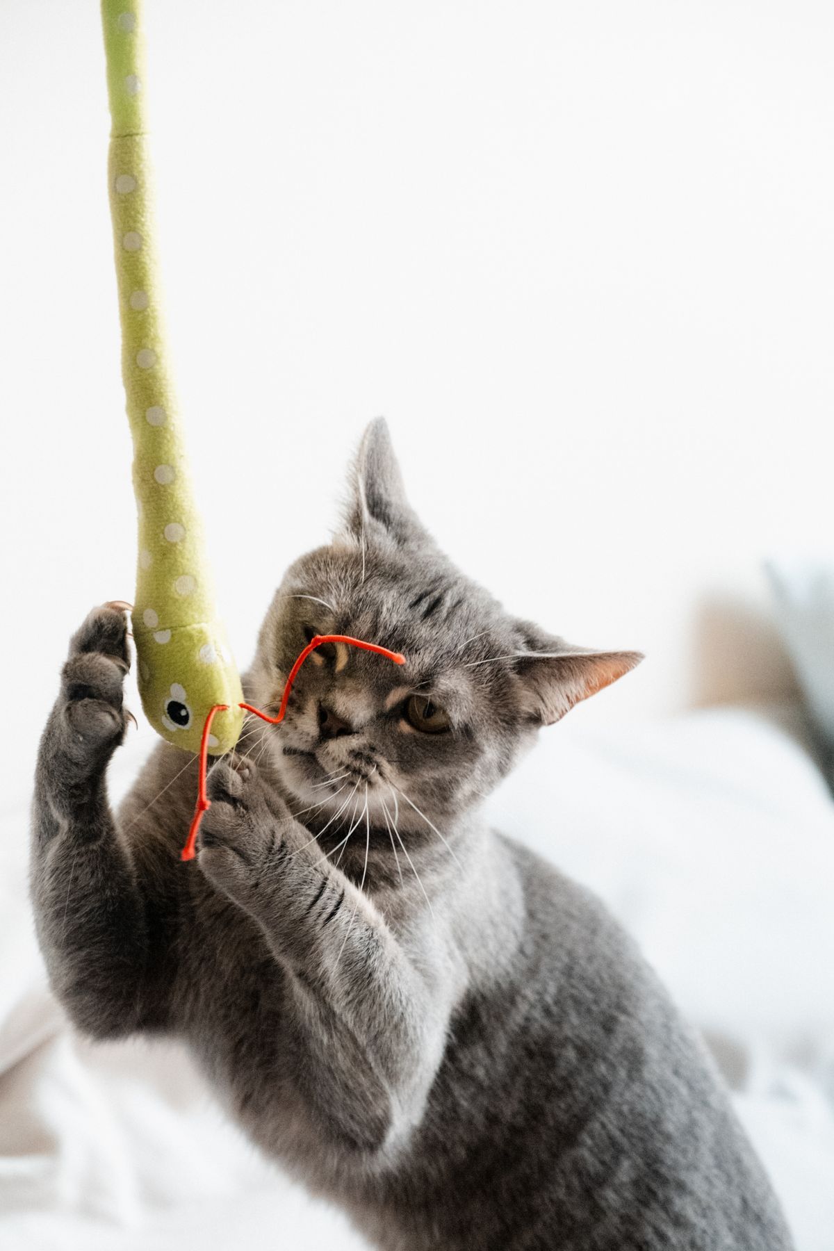Gray cat playing with a toy