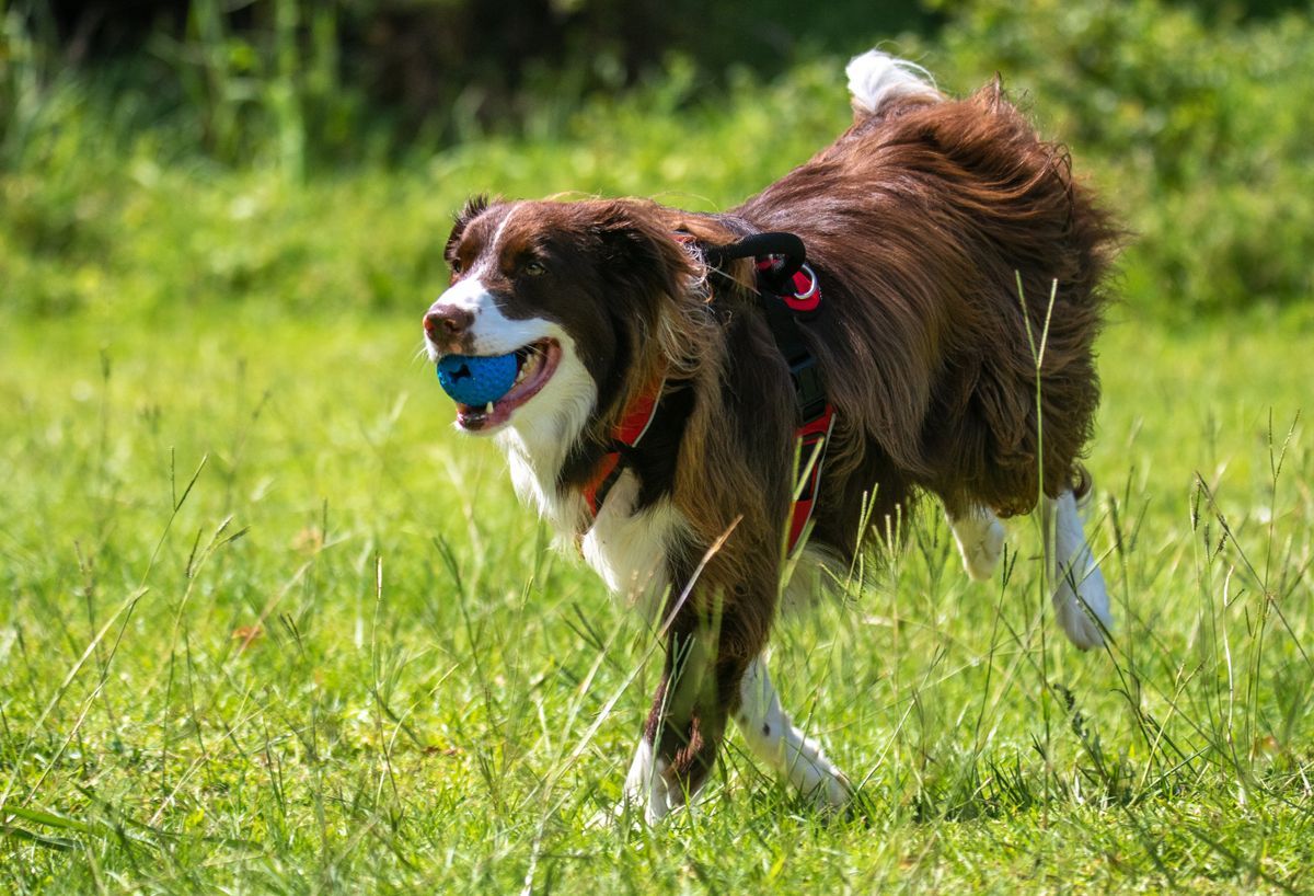 Border Collie running across a field with a ball