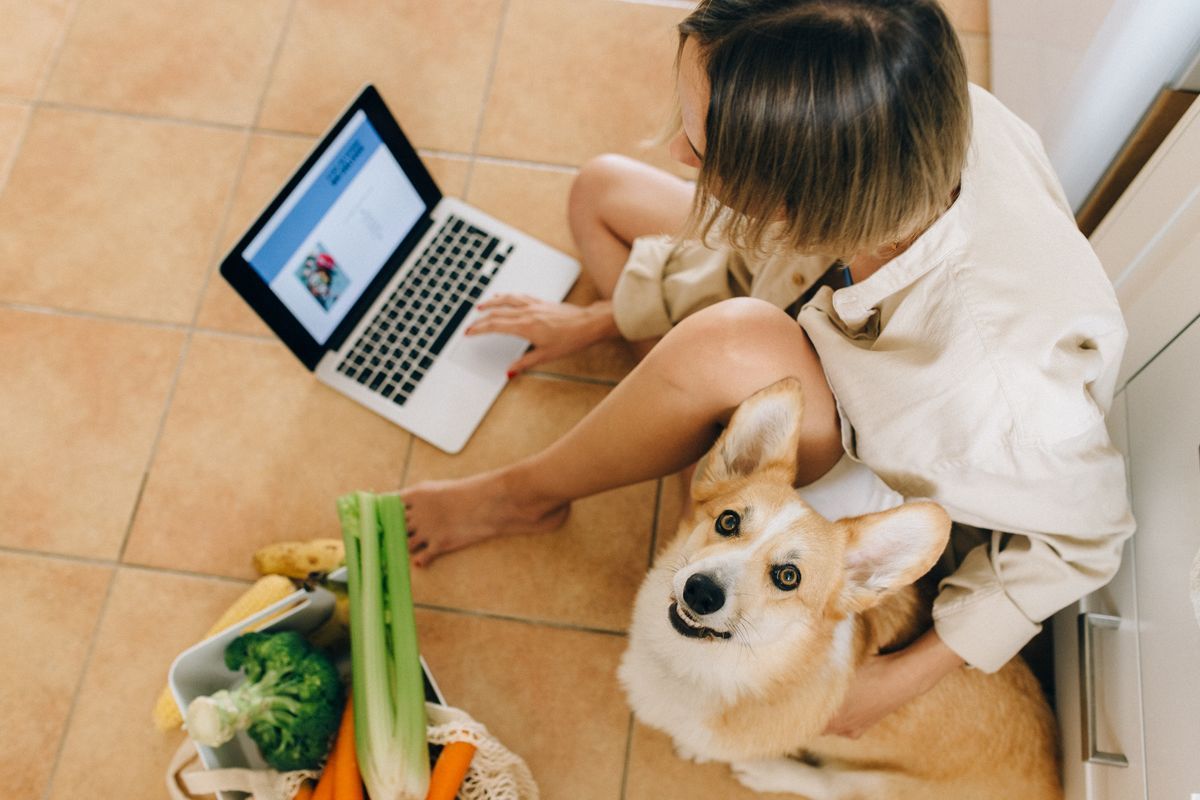 Corgi sitting beside a person