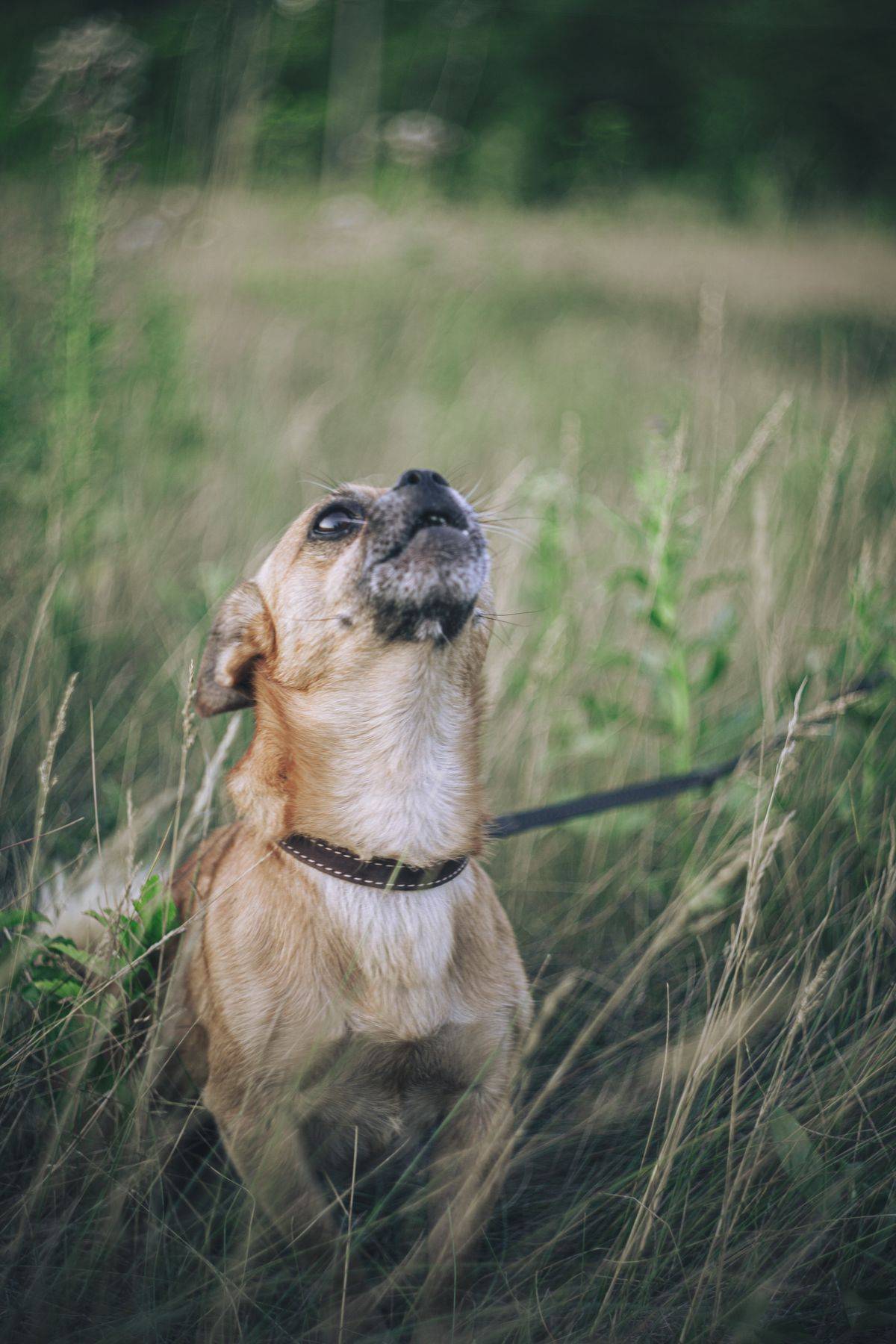 Chihuahua barking in tall grass