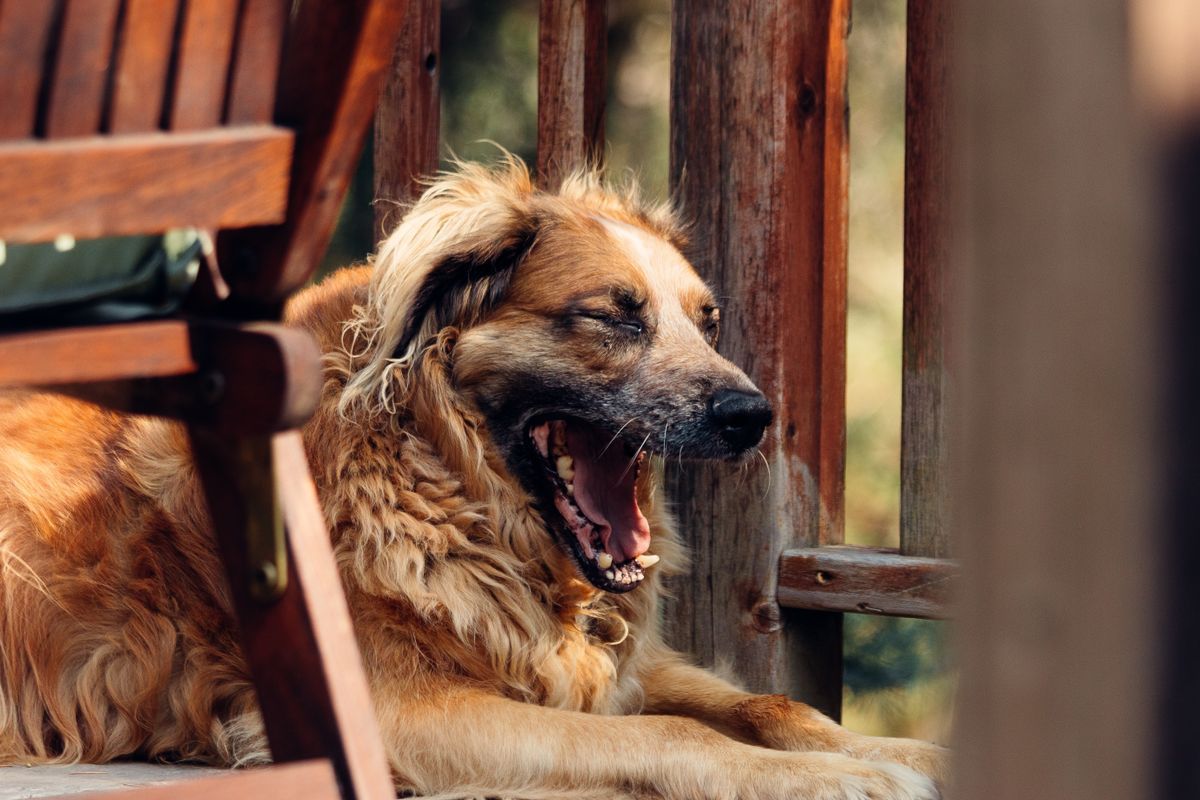 Dog resting calmly on a deck