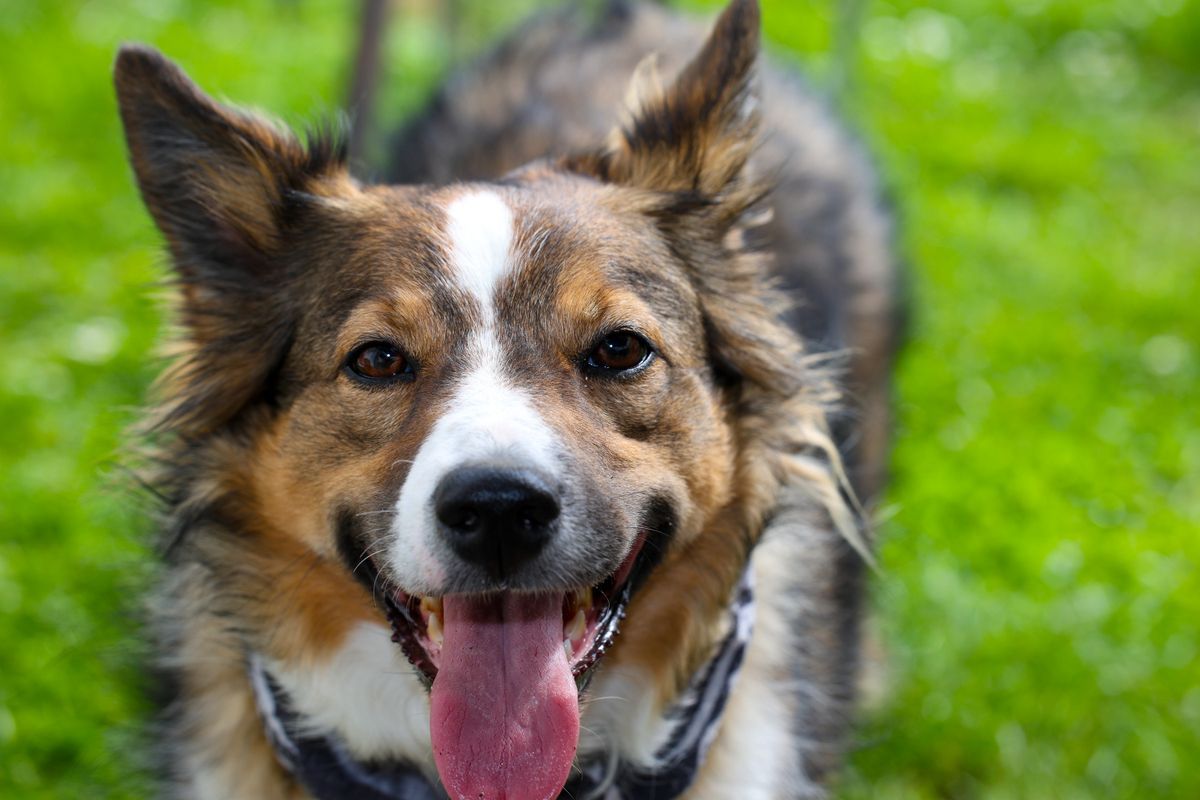 Happy Border Collie smiling in a green field