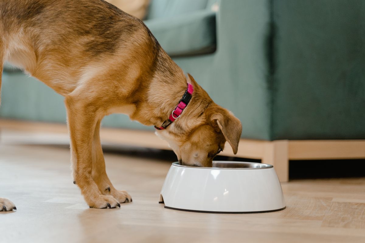 Brown dog eating from a white bowl