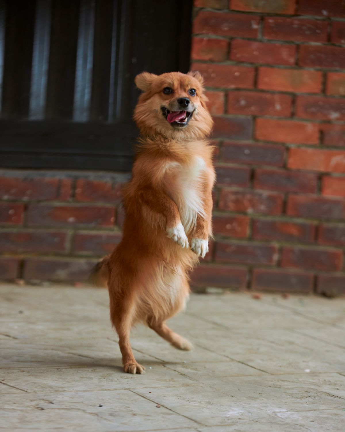 Dog jumping playfully on a pavement