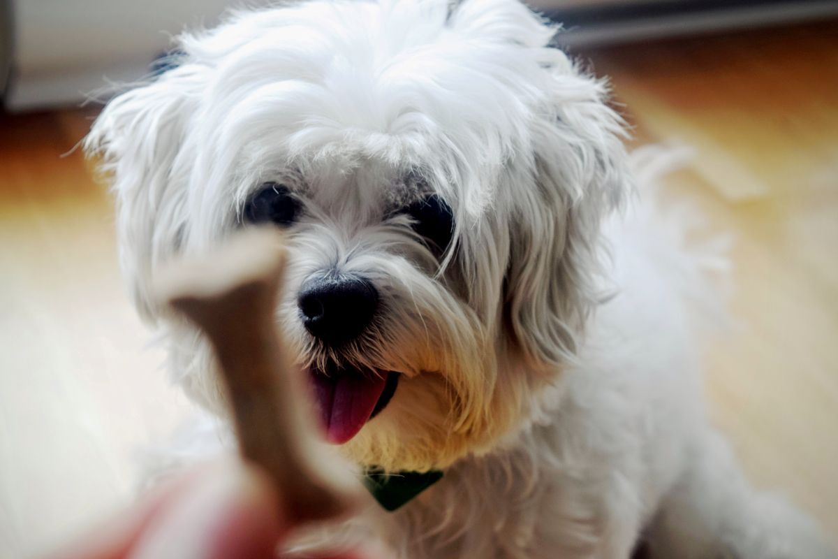 Shih Tzu waiting eagerly for a bone-shaped treat
