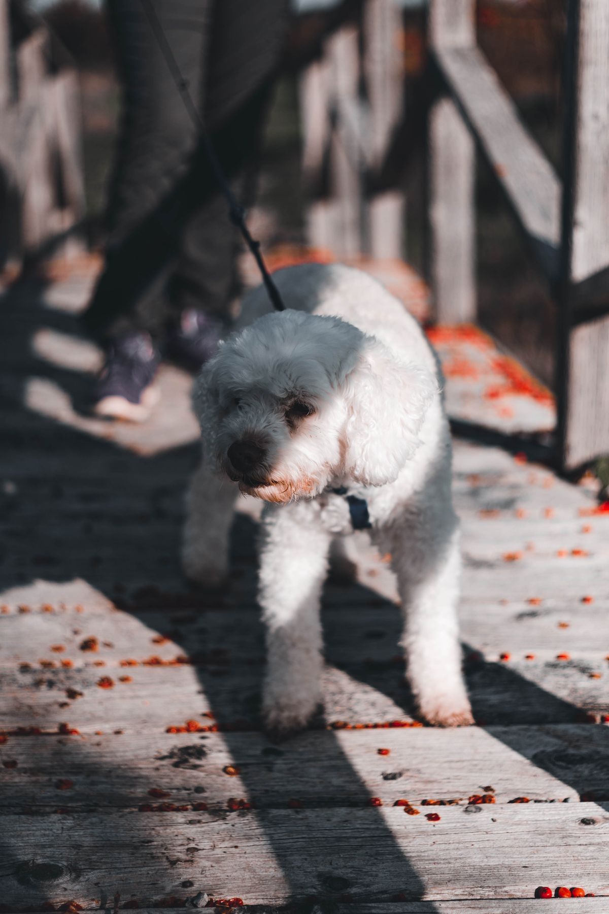 White dog walking on a leash across a wooden bridge