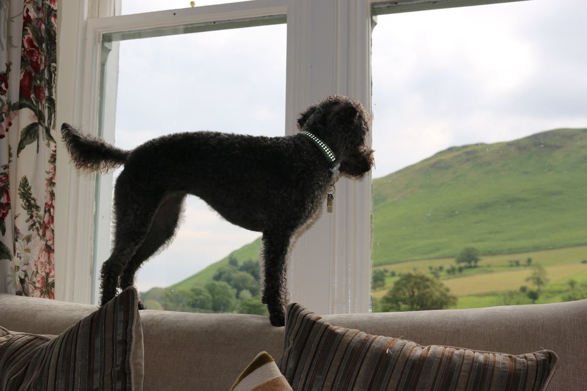 Dog standing on a sofa looking out of a window