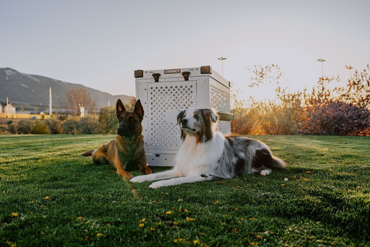 Two dogs resting beside a dog crate in a park