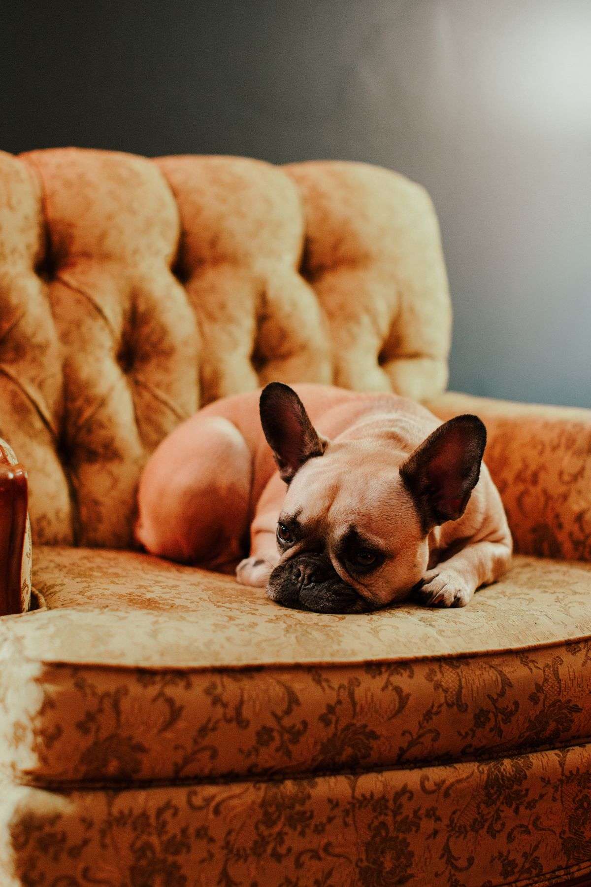 French Bulldog relaxing on a sofa indoors