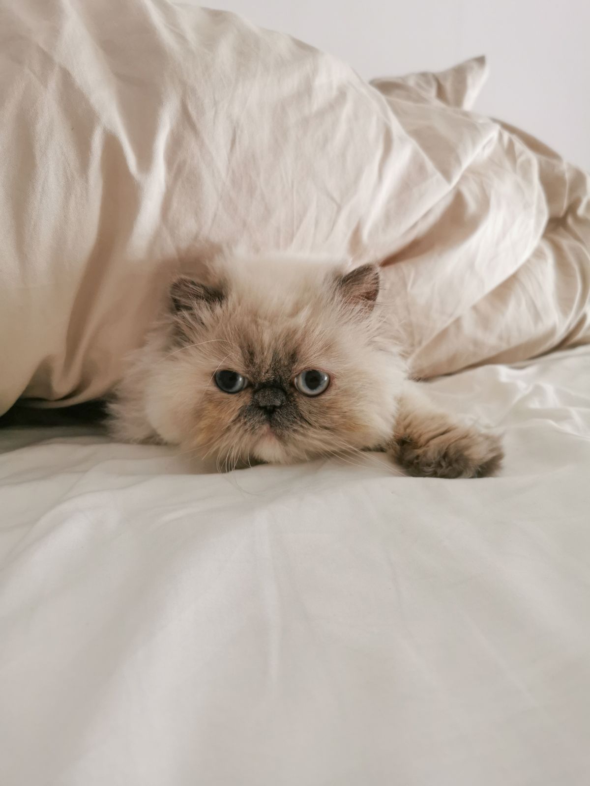 Fluffy Himalayan cat lying comfortably on a bed