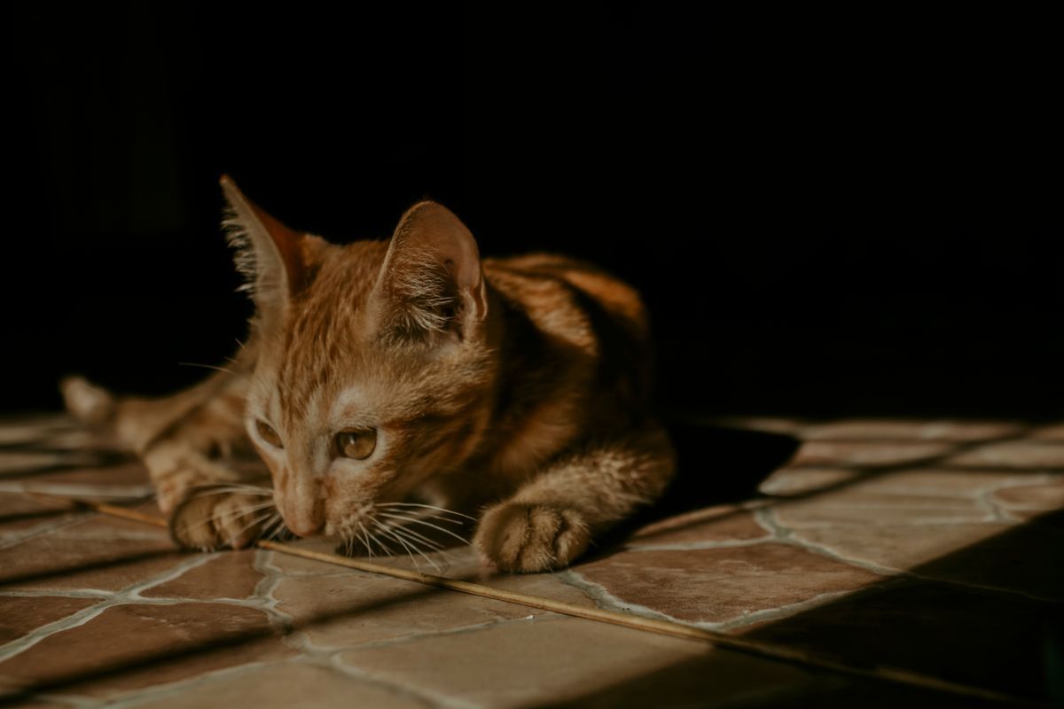 Ginger kitten lying on a tiled floor in a cozy room