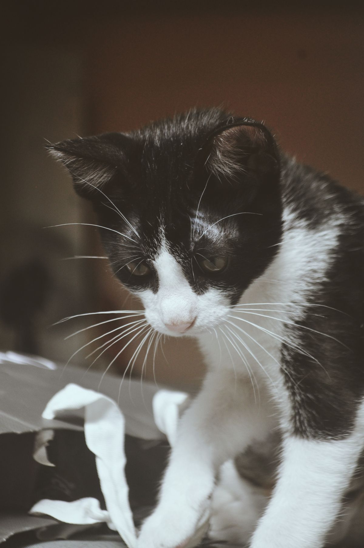 Black and white kitten exploring indoors