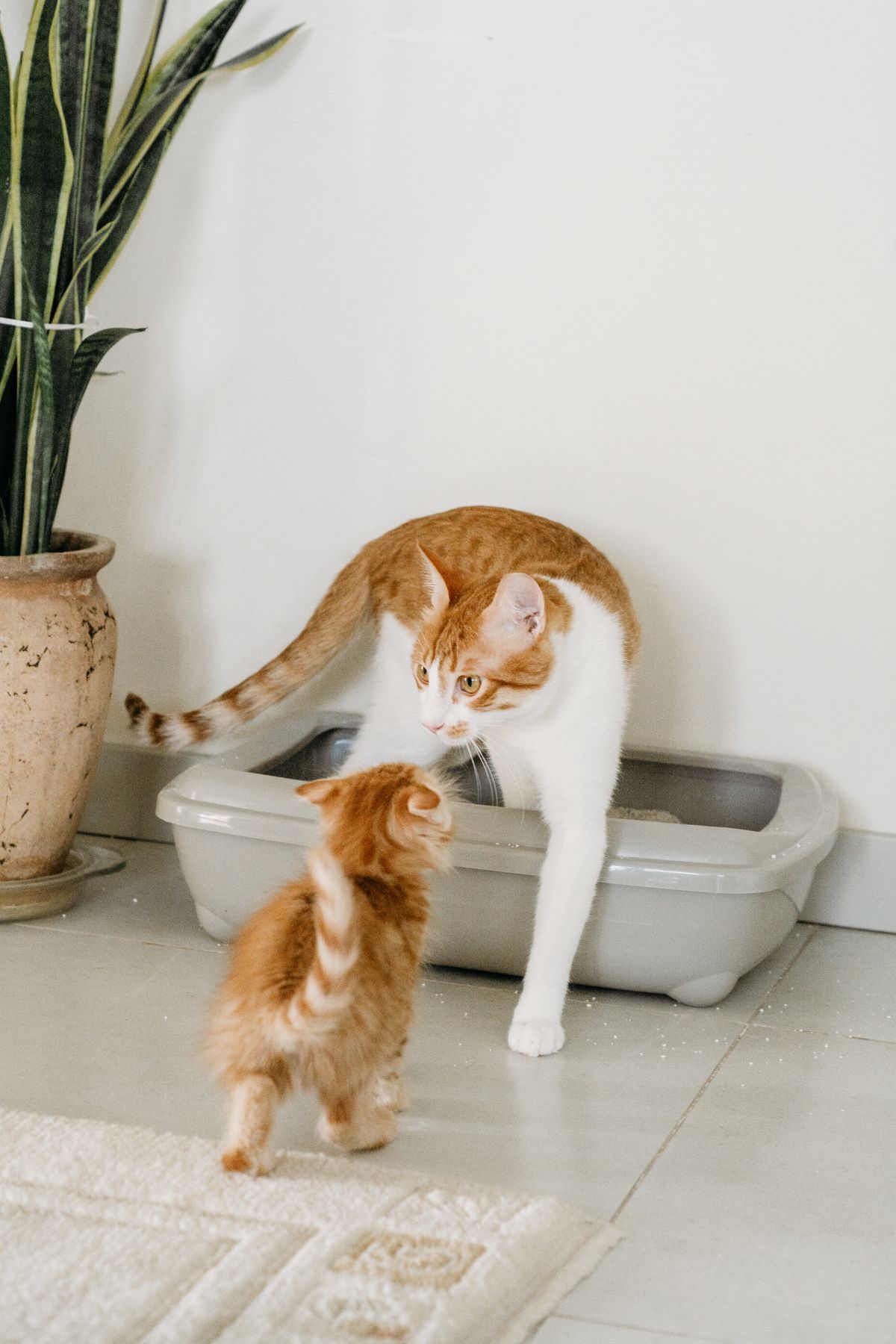 Mother cat and kitten beside a litter box