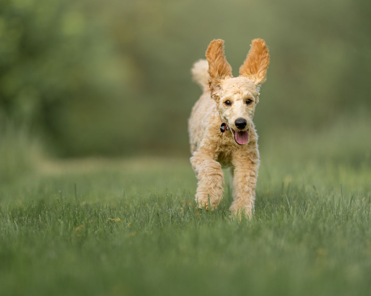 Poodle running joyfully on grass