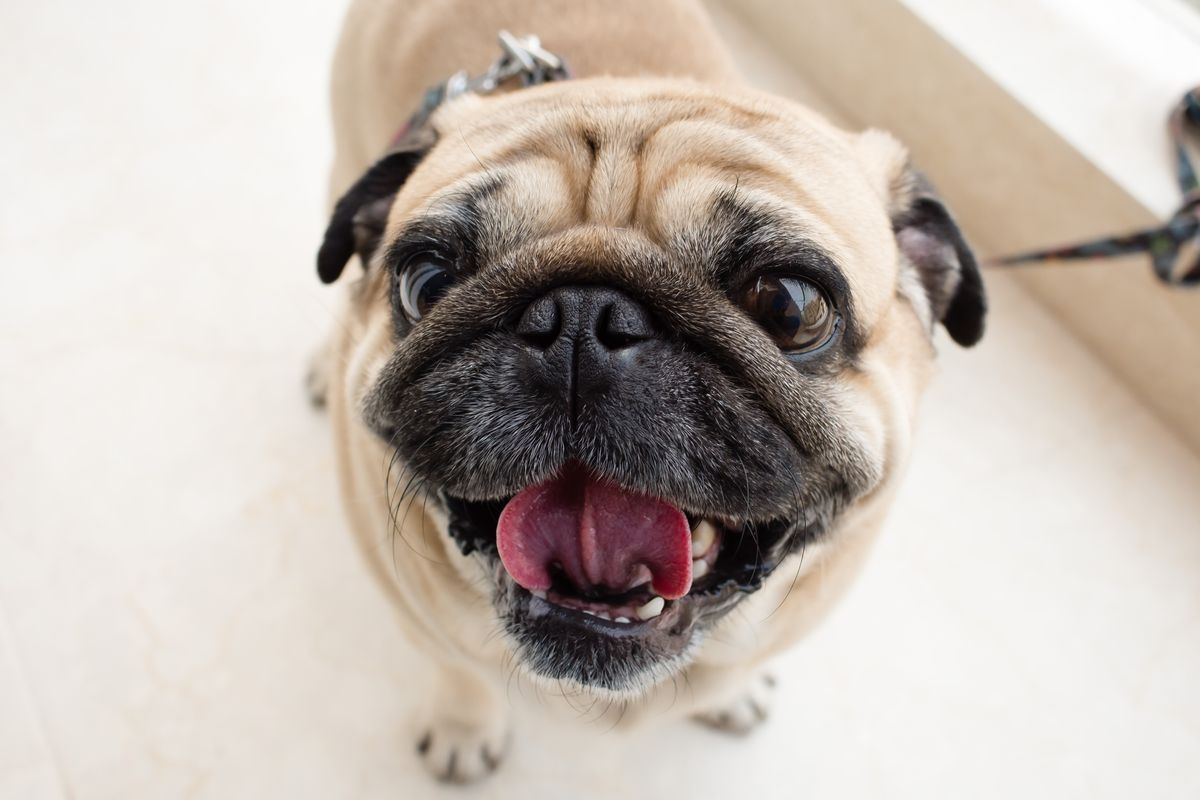 Fawn pug indoors