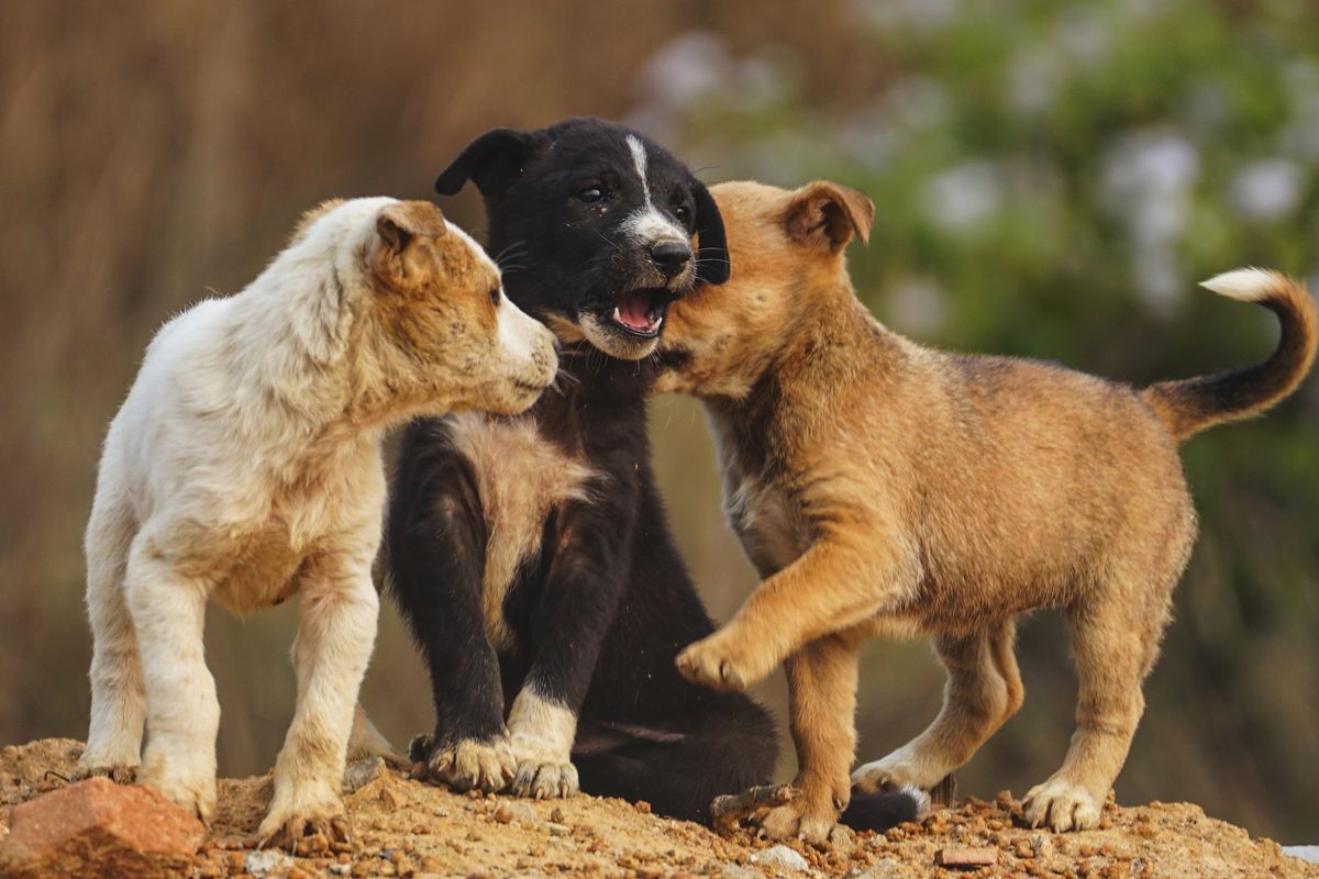 Three puppies playing together