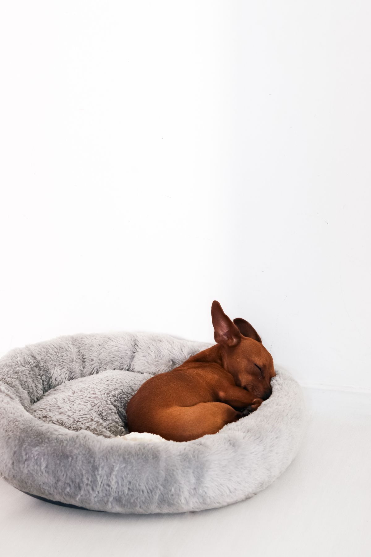 Puppy sleeping in a dog bed