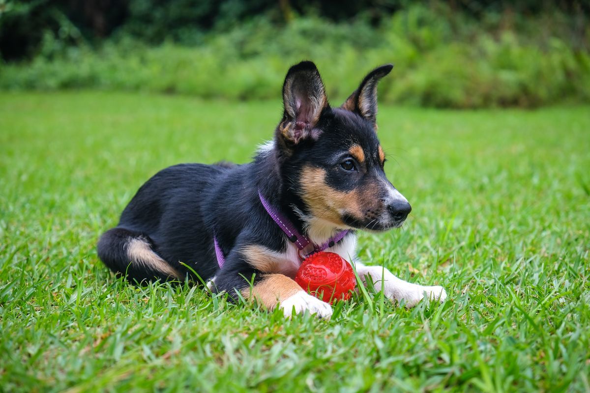 Border Collie puppy on grass with a red ball