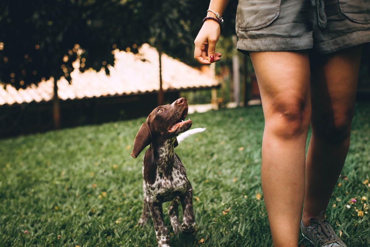 Puppy following a person walking on grass