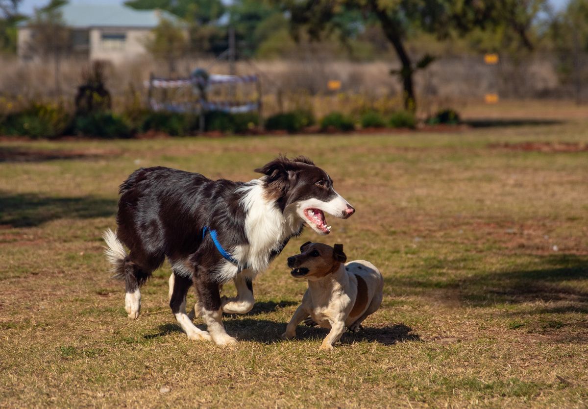 Border Collie and puppy running together on grass