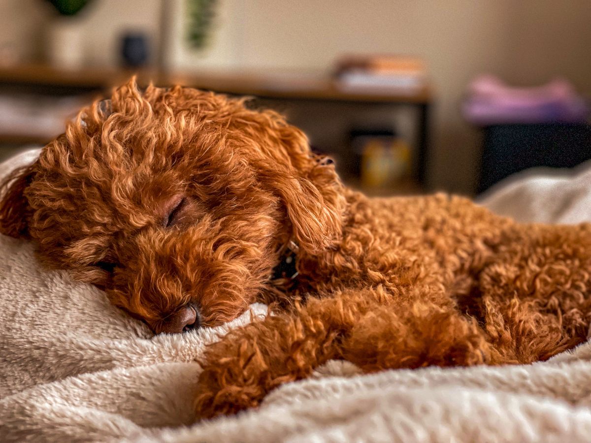 Brown poodle puppy sleeping peacefully indoors