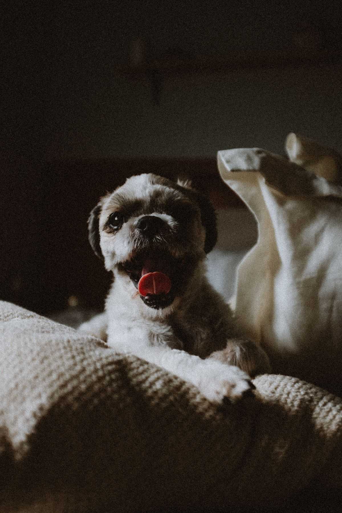 Yawning puppy resting on a bed