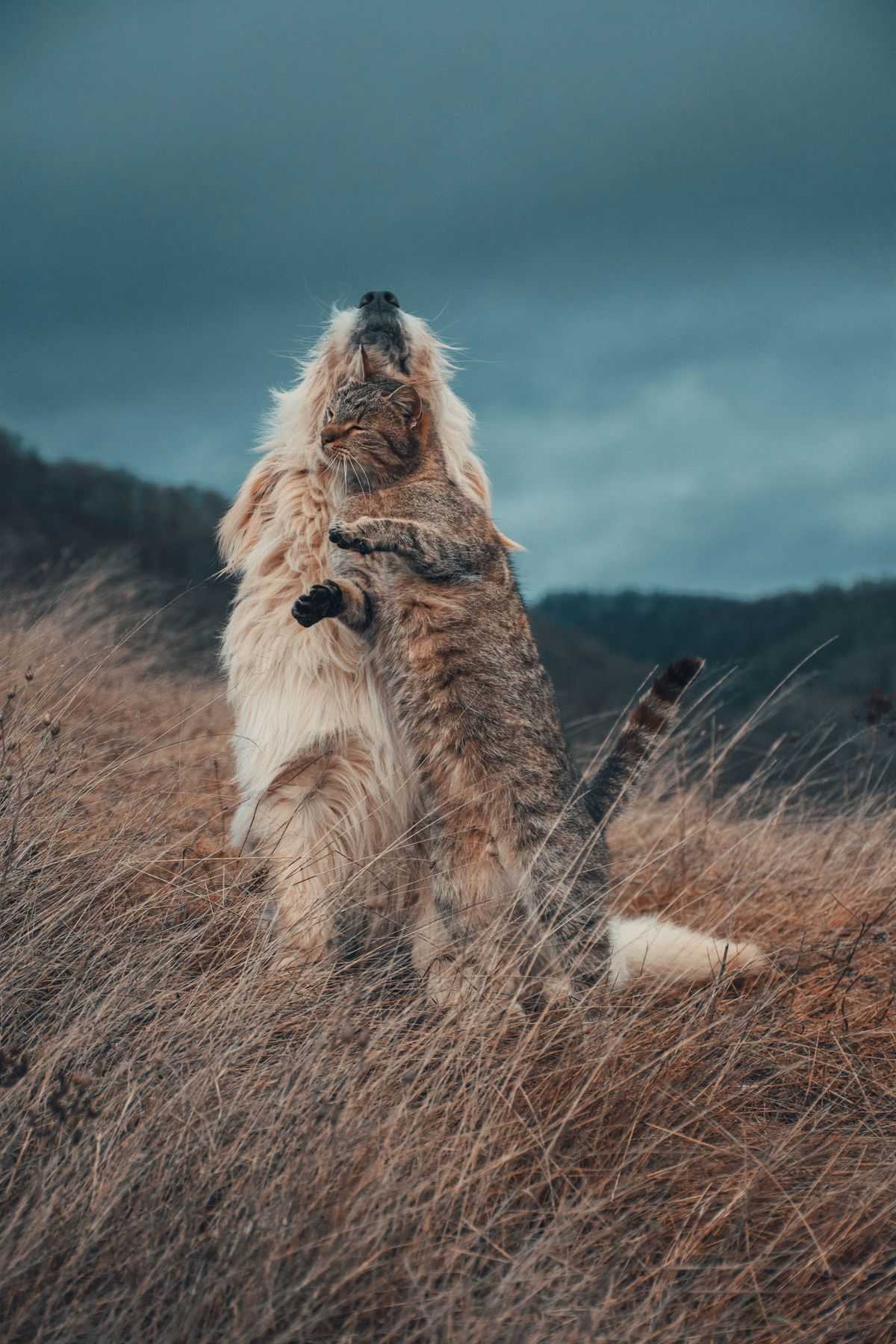 Dog and cat interacting affectionately in a meadow