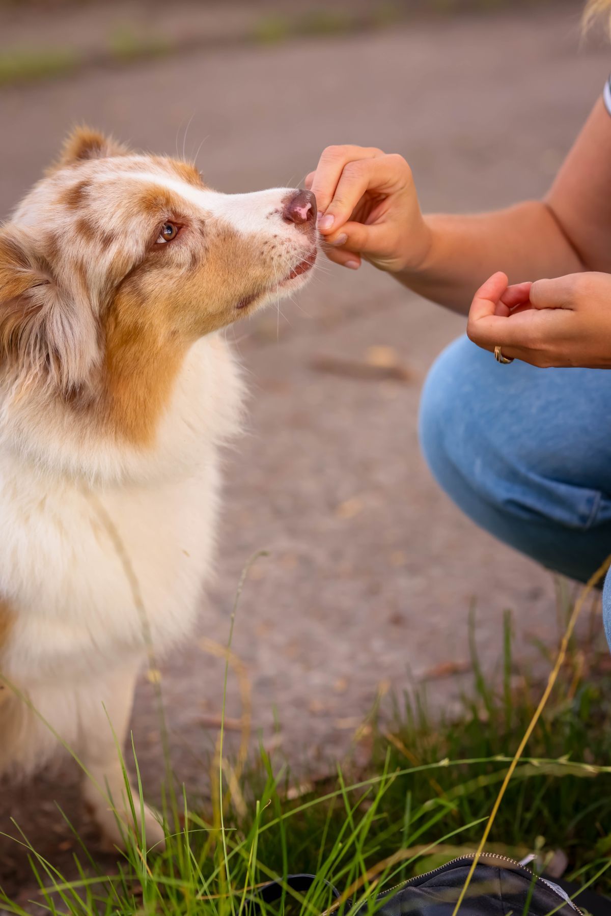 Australian Shepherd receiving a treat from a woman's hand